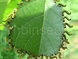 ձҶ